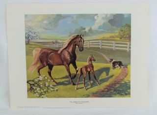 1978 American Saddlebred Horse Art Print Mare And Foal 16x12