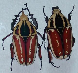 Mecynorrhina Ugandensis,  Pair A,  58,  54 Mm