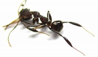 E013 Mi : Formicidae Species? 3.  5mm
