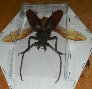 SPREAD DORYSTHENES BUQUETI REAL INSECT LONGHORN BEETLE INDONESIA TAXIDERMY 2