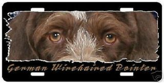 German Wirehaired Pointer " The Eyes Have It " Plate