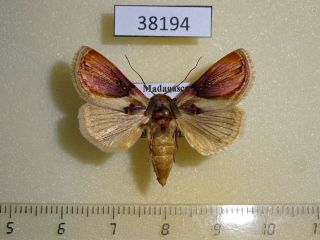 38194p Noctuidae Acontia Gloriosa F Madagascar