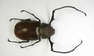 Euchirus Longimanus Longimanus Male 64mm A - (euchiridae)