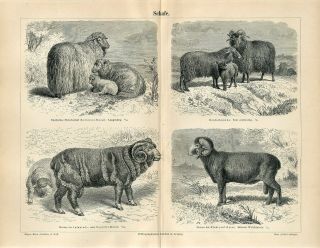 1887 Sheep Breeds Angora Sheep Merino English Leicester Antique Engraving Print