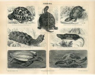 1887 Turtle Tortoise Giant Sea Turtle Antique Engraving Print