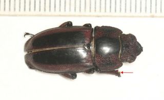 Lucanidae Prosopocoilus Sp.  F Tibet