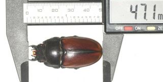 Lucanidae Prosopocoilus Lafertei 47.  1mm F Vanuatu