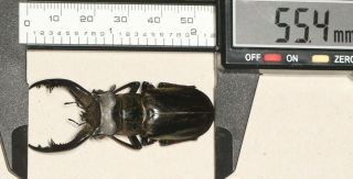 Lucanidae Lucanus Cheni 55.  4mm Tibet