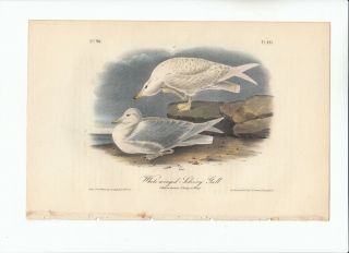 1st Ed Audubon Birds Of America 8vo Print 1840: White - Winged Silvery Gull.  447