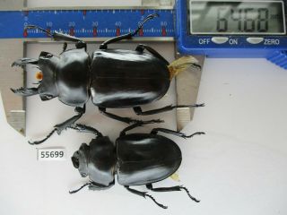 55699 Lucanidae: Neolucanus Sp.  Vietnam Central.  64mm
