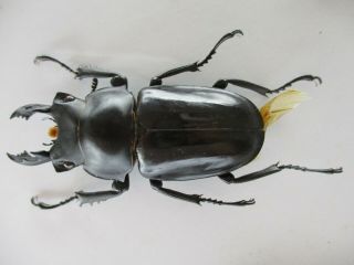 55699 Lucanidae: Neolucanus sp.  Vietnam Central.  64mm 2