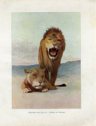 C1900 African Lion Lioness Antique Lithograph Print W.  Marshall