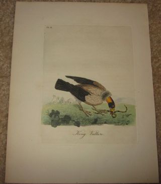 John Latham " King Vulture Plate Ii " The General History Of Birds 1821 - 1828