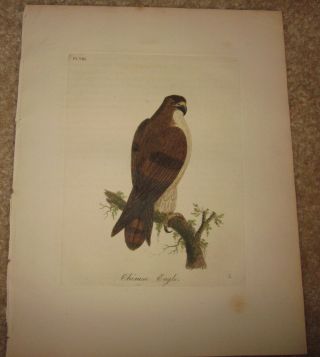 John Latham " Chinese Eagle Plate Viii " The General History Of Birds 1821 - 1828