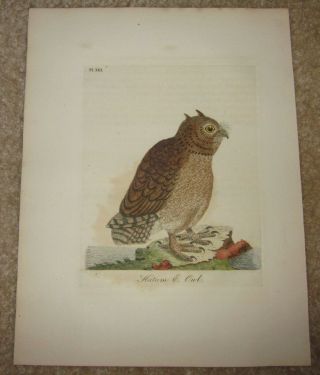John Latham " Hutum Eared Owl Plate Xiii " The General History Of Birds 1821 - 1828