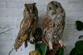 Old Lovely Vintage 2 Different Owl Taxidermy Collectors Papers About 1970
