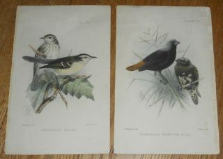 1886 Antique Hand - Colored Bird Print By J.  Keulemans From The Ibis X2
