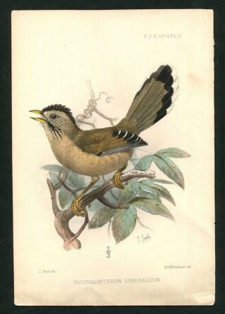 1874 Antique Pzs Hand - Colored Bird Print Proceedings Of The Zoological Society