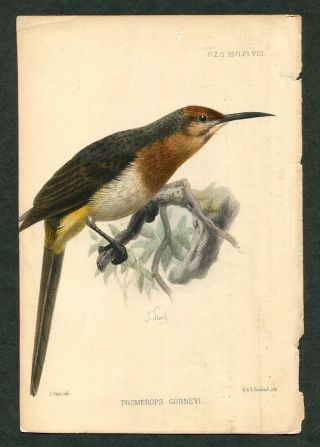 1871 Antique Pzs Hand - Colored Bird Print Proceedings Of The Zoological Society