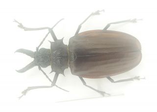 Coleoptera/cerambycidae/ Prioninae 66 Mm Sp J 45 From Peru