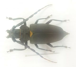 Coleoptera/cerambycidae/ Prioninae Sp 61 Mm J 43 From Peru