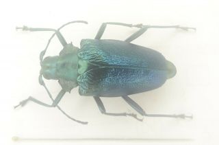 Coleoptera/cerambycidae/ Cerambycinae Sp J 31 Rare From Peru