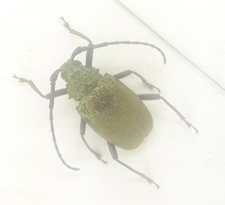 Coleoptera/cerambycidae/ Cerambycinae Sp J 30 Rare From Peru