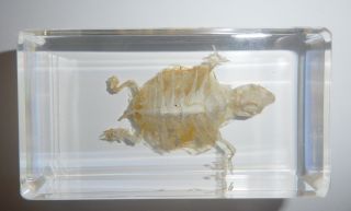 Turtle Skeleton Farmed Red - Eared Slider In Clear Block Education Real Specimen