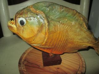 Piranha Taxidermy - Dried Piranha - 10 X 4 "