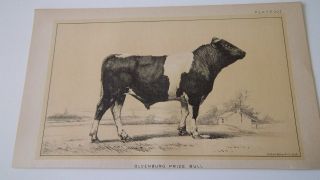 1888 Oldenburg Prize Bull Julius Bien & Co.  Lithograph Cattle Cow Ranching