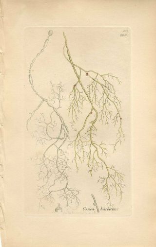 1798 Sowerby Beard Lichen Tree Moss Antique Hand Color Copper Engraving Print