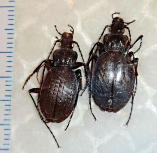 Carabidae 2 Carabus Limbatus West Virginia 70 Carabid Ground Beetle