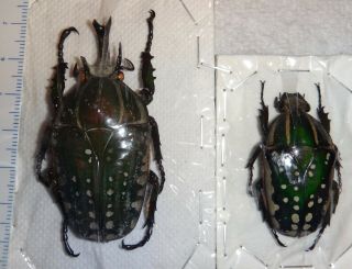 Cetoniinae Chelorrhina Polyphemus Confluens Pair Uganda 28 Beetle Insect