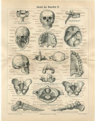 1895 Human Skeleton Anatomy Antique Engraving Print