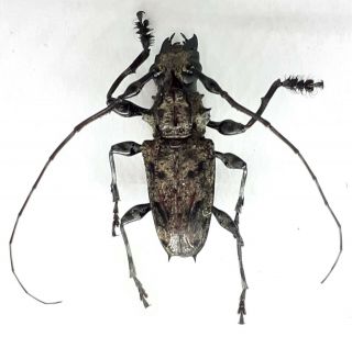 Cerambycidae/cerambycidae Sp 32 Top Rare From Peru