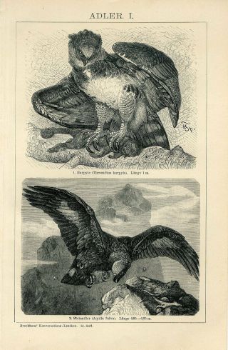 1895 Golden Eagle Harpy Eagle Birds Antique Engraving Print F.  Specht