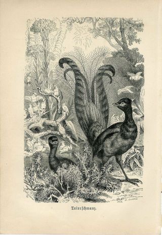 1887 A.  Brehm Lyrebird Australian Birds Antique Engraving Print