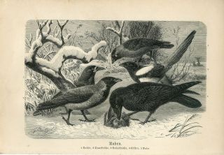 1887 A.  Brehm Raven Crow Birds Antique Engraving Print