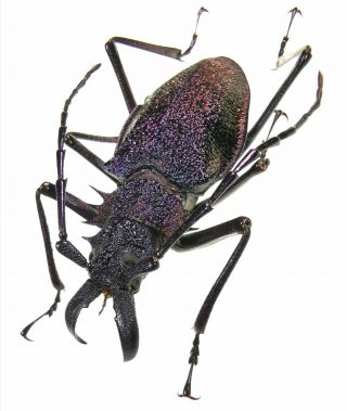 Insect,  Beetles,  Prioninae,  Psalidognathus Sp,  47 Mm,  Peru