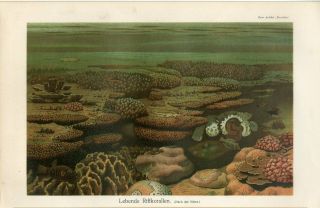 1895 Marine Coral Reef Life Fish Antique Chromolithograph Print