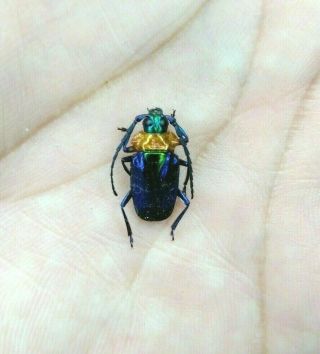 Cerambycidae Esmeralda Leatifica Or Polita Very Rare A1 From - Peru