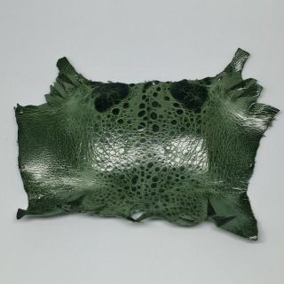 Bufo Marinus Cane Toad Dyed Leather Craft Frog Collectible Dark Green