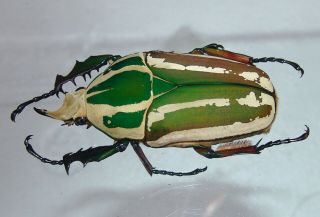 Mecynorrhina Ugandensis,  Male A 59 Mm