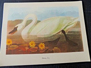 John James Audubon,  Whistling Swan Vintage Print,  Roger Tory Peterson Commentary