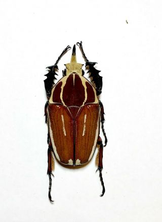 Coleoptera Mecynorrhina Ugandensis,  65mm.  Male Color (breeding) 056