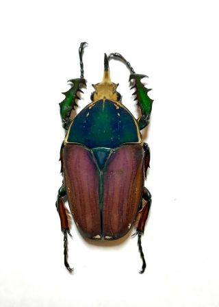 Coleoptera Mecynorrhina Ugandensis,  66mm.  Male Color (breeding) 090