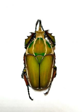 Coleoptera Mecynorrhina Ugandensis,  68mm.  Male Color (breeding) 131