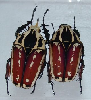 Mecynorrhina Ugandensis,  Pair A,  58,  48 Mm
