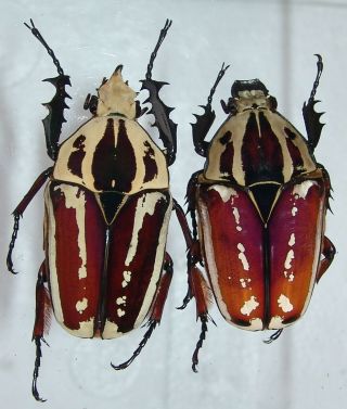 Mecynorrhina Ugandensis,  Pair A,  54,  50 Mm