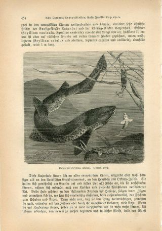 1883 A.  Brehm Shark Catshark Nursehound Large Dogfish Antique Engraving Print
